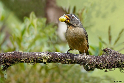 BICO GROSSO (Saltator maxillosus)